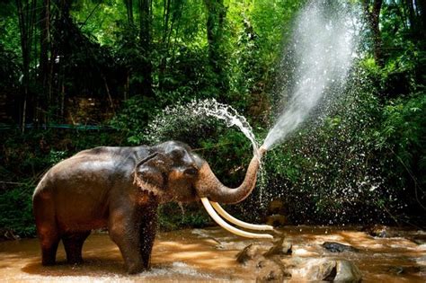 Stunning Photos Of Elephants In The Wild Reader S Digest