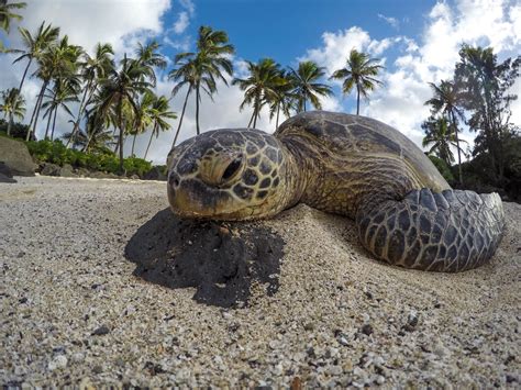 Lawsuit Launched To Protect Green Sea Turtle Habitat Threatened By Sea Level Rise Plastic
