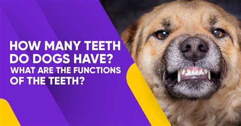 How Many Teeth Do Dogs Have What Are The Functions Of The Teeth