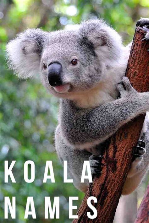 Koala Names 100s Of Cute Ideas