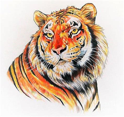 Bengal Tiger Drawing By Kimberlee Ketterman Edgar