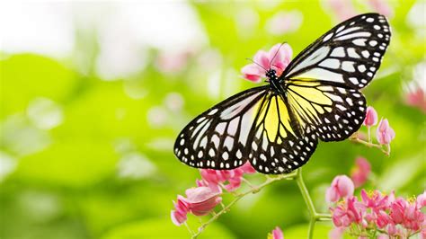 pictures  flowers  butterflies  hd  desktop background hd