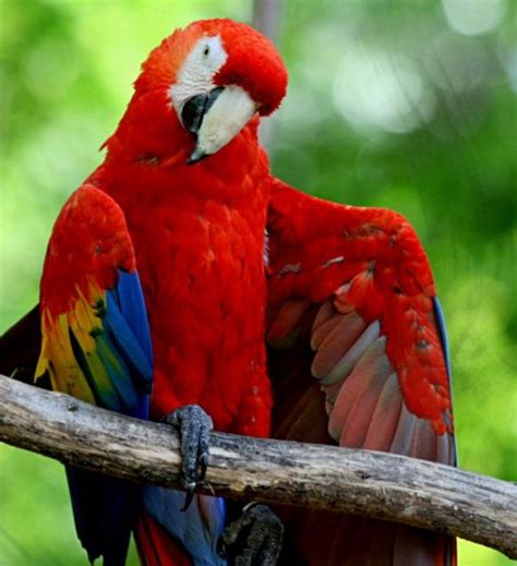 Amazing Exotic Birds Barnorama