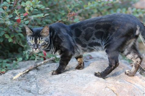 Adult Charcoal Bengal Cat