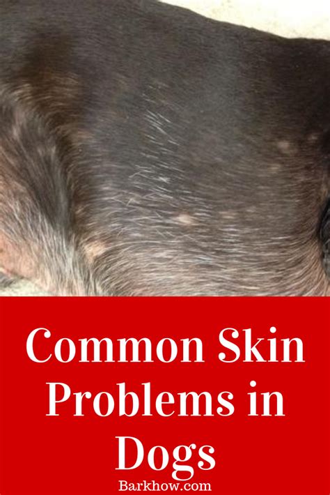 Common Skin Problems In Dogs Skin Problems Flaking Skin Dog Skin