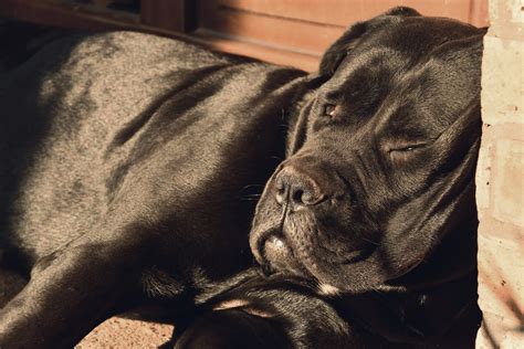 Cane Corso - Breed Information (Health, Appearance, Personality, & Cost)