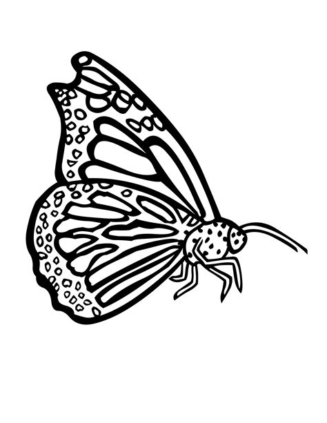 Coloriage Papillon 15852 Animaux Dessin à Colorier Coloriages à