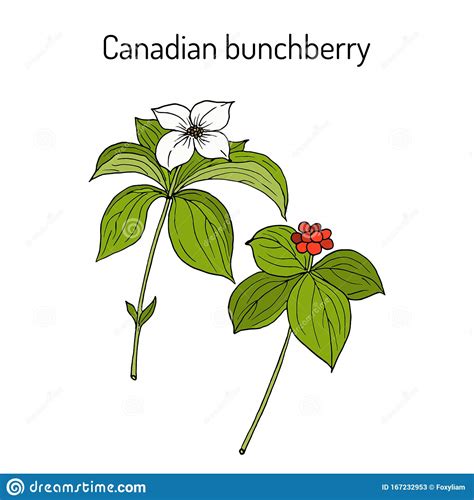 Canadian Bunchberry Cornus Canadensis , Medicinal Plant Cartoon Vector ...