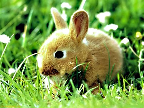 Cute Little Rabbits Hd Wallpapers Desktop Wallpapers