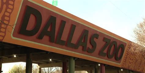 Dallas Zoo Works To Help Crowds Beat The Heat During Thursdays Dollar