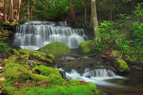 Free Images Nature Forest Waterfall Creek Hiking Leaf Moss