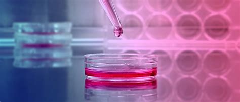 Basic Techniques Of Cell Culture