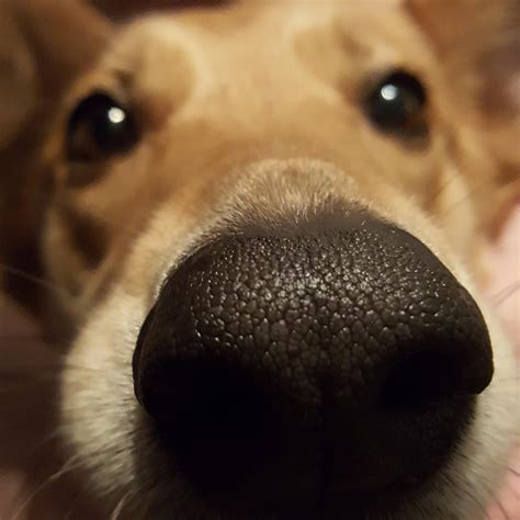 Itap Of The Texture On My Dogs Nose Ritookapicture