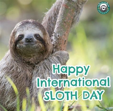Happy International Sloth Day Sloths