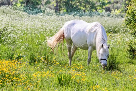 White Horse In Flower Meadow — Stock Photo © Cmfotoworks 28825601