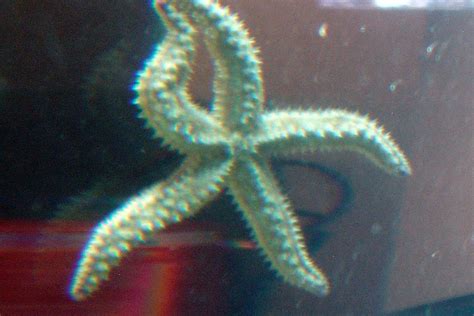 The Glacialis Sea Star Whats That Fish