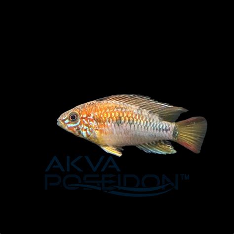 Apistogramma Macmasteri 4 5cm Akva Poseidon