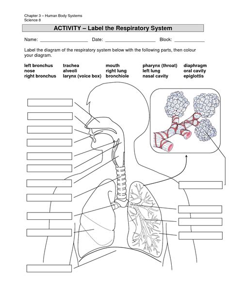 Labeled Diagram Of The Respiratory System For Kids Respiratory
