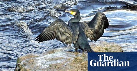 Flash Of Iridescent Feathers Reveals Beauty Of Cormorants Birds The