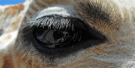 Close Up Of A Reticulated Giraffe Eye Giraffa Cameloparda Flickr