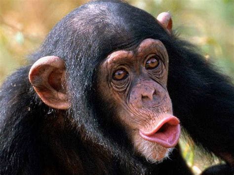 720p Free Download Cute Monkey Face Monkey Meme Hd Wallpaper Peakpx
