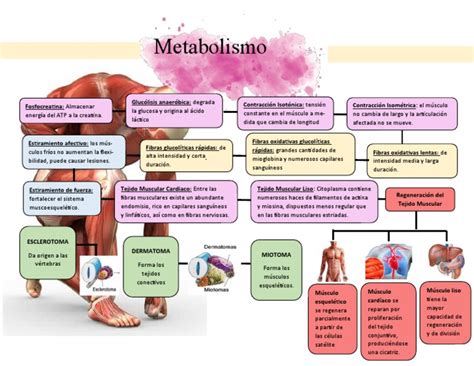 Metabolismo Muscular Pdf