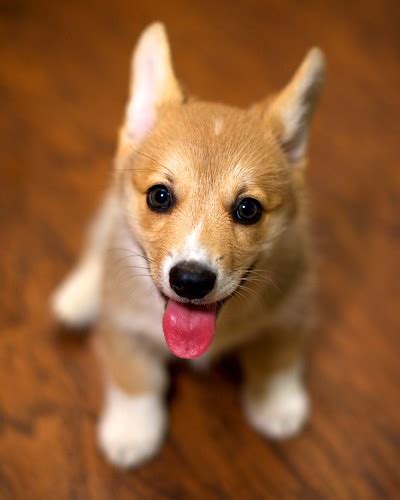 Corgi Puppies At Ten Weeks 30 Daniel Stockman Flickr