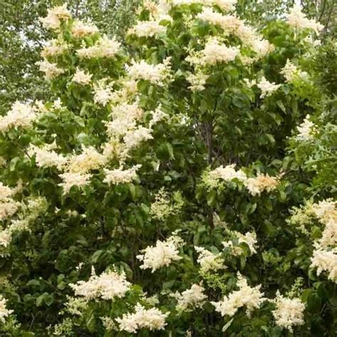 Syringa Reticulata Japanese Tree Lilac Small Landscape Trees Small Trees Types Of Flowers