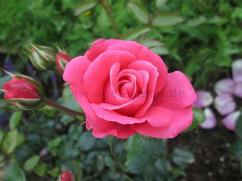 Buy Bella Rosa ® Floribunda Rose Agel Rosen