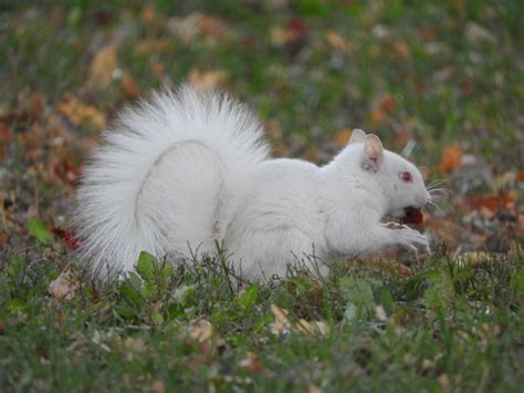 Found An Albino Squirrel In Mn Taken With A Nikon B700 R