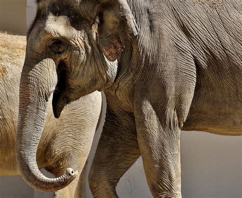 Hd Wallpaper Elephant Proboscis Pachyderm Animal Animal Portrait