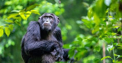 Kibale Forest National Park 13 Primates Including Chimpanzee In Uganda