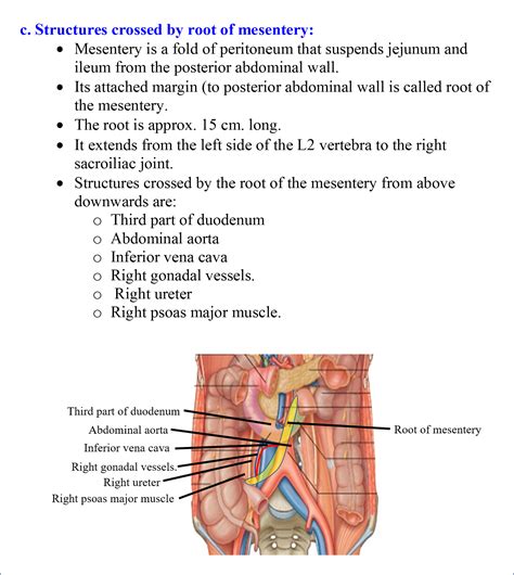Jejunum And Ileum Anatomy Qa