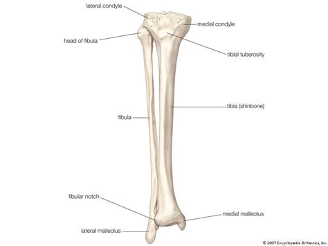 Fibula Definition Anatomy Function And Facts Britannica