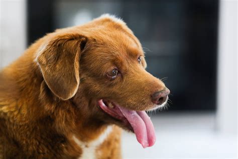 Bobi The Worlds Oldest Dog Celebrates 31st Birthday Neos Kosmos