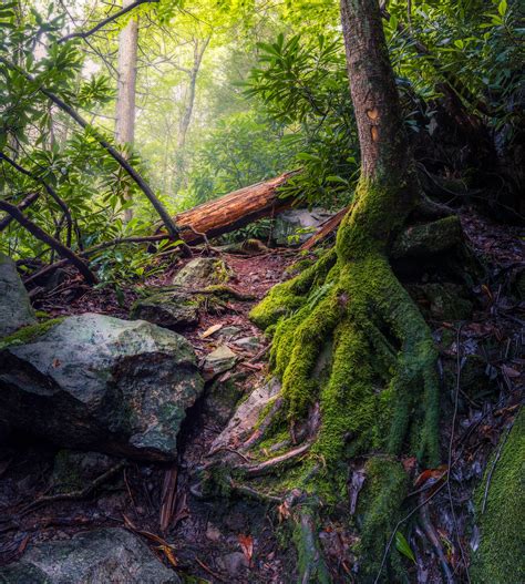 Free Images Landscape Tree Nature Rock Wilderness Branch Wood