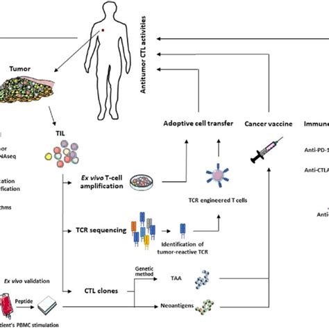 Main Approaches For T Cell Based Cancer Immunotherapy Identification