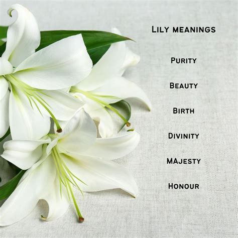 Lily Symbolism White Lily Flower Lily Meaning Lily