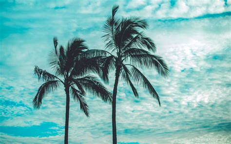 Download Wallpaper 3840x2400 Palm Trees Tops Sky Clouds Trees