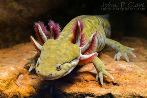 Barred Tiger Salamander Ambystoma Mavortium Mavortium 7 Week Old