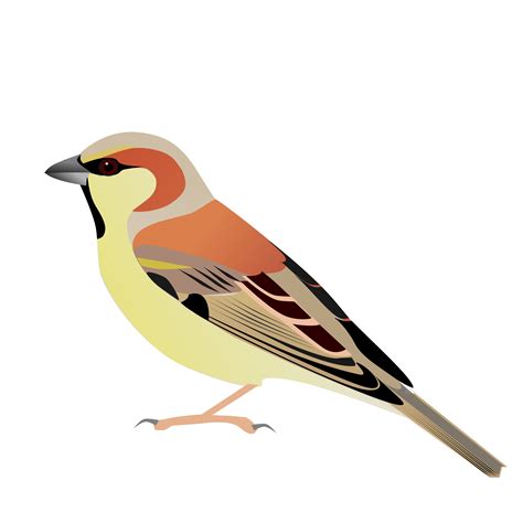 Sparrow svg, Download Sparrow svg for free 2019