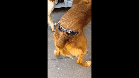 Funny Dog With Sunglasses Youtube