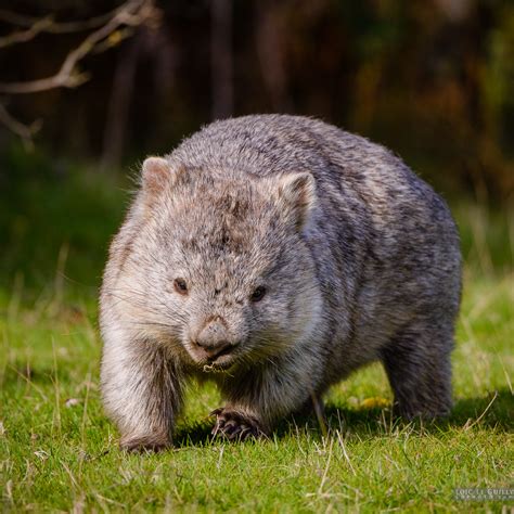 Wombat On Maria Island Tasmania 360