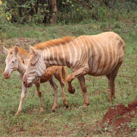 Unique Golden Zebras African Wildlife Rare Animals Melanistic