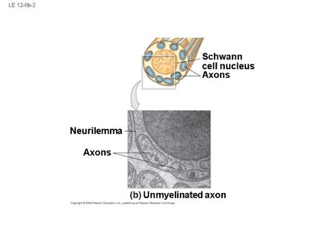 Le 12 1 Dendrites Perikaryon Nucleus Cell Body Axon