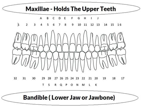 Tooth Chart Tooth Numbers And Name Chart For Adults And Children