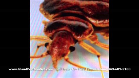 Bed Bugs On Hilton Head Island Island Pest Control Youtube