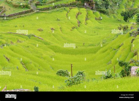 Terraced Rice Field Ready For Harvesting In The Himalayas Nepal Stock