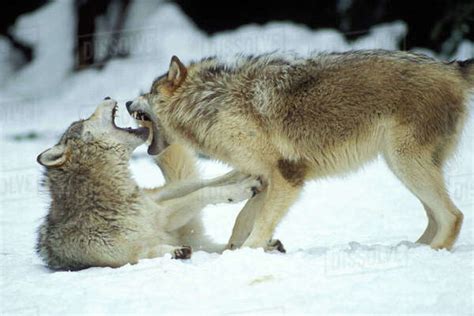 Gray Wolf Canis Lupus A Pair Playing In The Foothills Of The