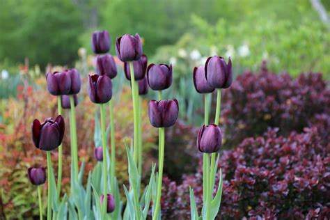 Aftercare Tips For Spring Bulbs Longfield Gardens